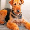 Brown Airedale Terrier paint by numbers
