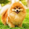 Cute Beown Pomeranian paint by numbers