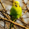 Green Budgerigar paint by numbers