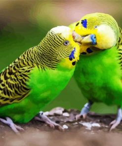 Budgerigar Couple paint by numbers