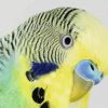 Budgerigar Head paint by numbers