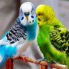 Budgerigars Birds paint by number