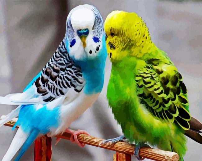 Budgerigars Birds paint by number