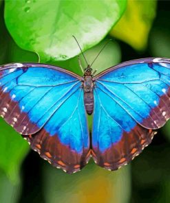 Blue Morpho Butterfly paint by numbers