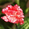 Carnations Flower paint by numbers