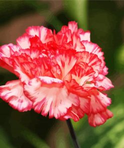 Carnations Flower paint by numbers