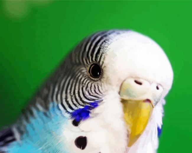 Close Up Budgerigar paint by numbers