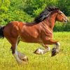 Clydesdale Horse Running paint by numbers