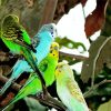 Colorful Budgerigars Birds paint by numbers