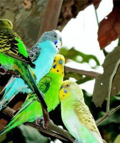 Colorful Budgerigars Birds paint by numbers