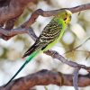 Colorful Parakeet Budgerigar Bird paint by numbers