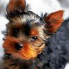 Cute Black Yorkshire Terrier Puppy paint by numbers