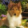 Cute Sheepdog Animal paint by numbers