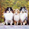 Cute Sheepdog Animal paint by number
