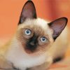 Cute Siamese Cat paint by numbers