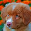 Cute Toller Puppy paint by numbers
