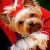 Cute Yorkie paint by number