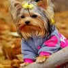 Cute Yorkie Puppy paint by number