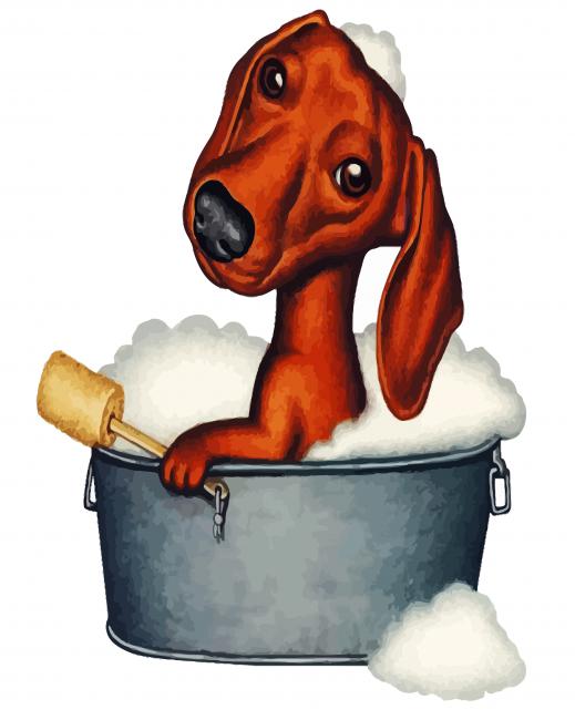 dachshund In Bath paint by number