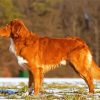 Dog Toller Animal paint by numbers