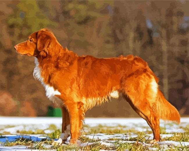 Dog Toller Animal paint by numbers
