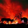Elks Fighting Silhouette paint by numbers