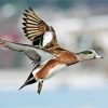 Flying Wigeon paint by number