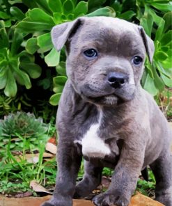 Grey Staffy paint by number