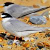 Grey Tern Birds paint by numbers