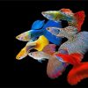 Guppy Rainbow Fish paint by number