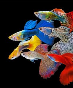 Guppy Rainbow Fish paint by number