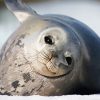 Harbor Seal Antarctica paint by number