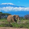 Kilimandjaro Animal paint by numbers