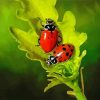 Ladybugs On A Leaf paint by numbers