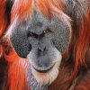 Mad Orangutan paint by number