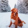 New Scotia Duck Tolling Retriever In Snow paint by number