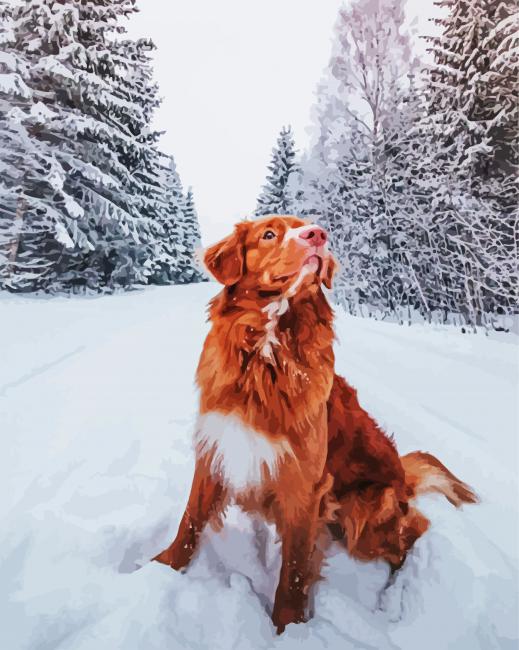 New Scotia Duck Tolling Retriever In Snow paint by number