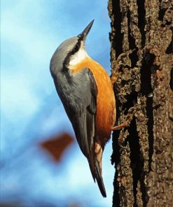 Nuthatch Bird paint by numbers