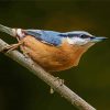Adorable Nuthatch Bird paint by numbers