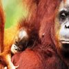 Orangutan Monkey Family paint by numbers