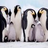 Penguins Family paint by number