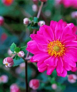 Pink Flower Anemone paint by number