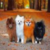 Pomeranian Puppies Dogs paint by number