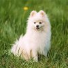 Pomeranian Puppy paint by number