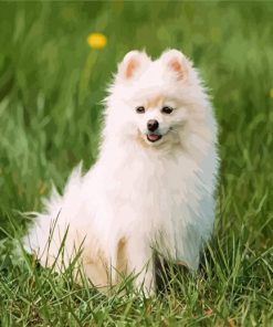 Pomeranian Puppy paint by number