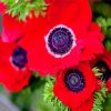 Red Anemones Flowers paint by number