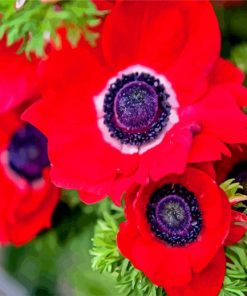 Red Anemones Flowers paint by number