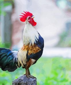 Male Rooster Bird paint by numbers