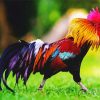 Rooster Bird In Grass paint by numbers
