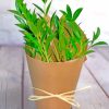 Small Zamioculcas Plants paint by number